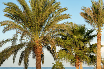 Fototapeta na wymiar Palm Trees in the Coast of the Red Sea - Egypt Africa