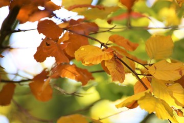An Image of a autumn