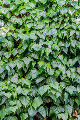 Fototapeta na wymiar Hedera helix, also known as Common Ivy, or English Ivy, a popular garden plant.