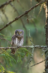 Owls - Pygmy Owl (Glaucidium passerinum)