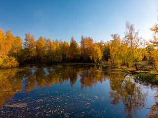 Fototapeta na wymiar Russian autumn landscape with birches, pond and reflection