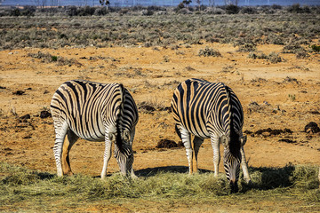 Fototapeta na wymiar A herd of Zebras (Equus zebra zebra) in a meadow. South Africa.
