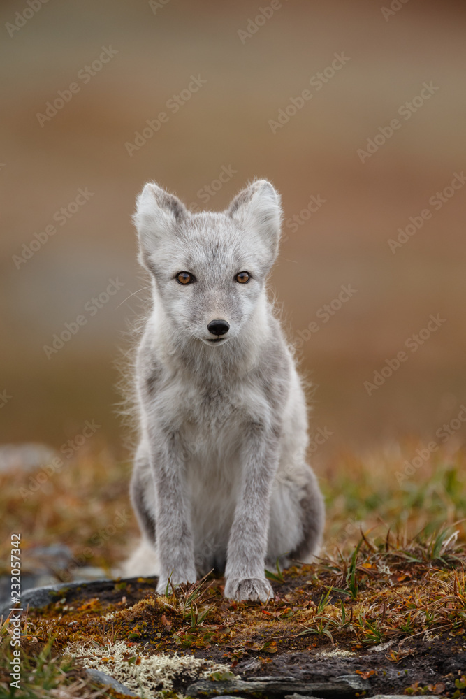 Canvas Prints arctic fox in a fall setting on a cold part of norway
