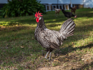 Close up of an Andalusian Chicken in a garden.