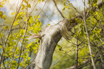 A goat eats leaves in the outdoor