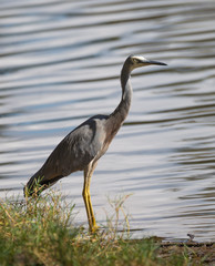 Egret