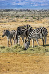 Obraz premium A herd of Zebras (Equus zebra zebra) in a meadow. South Africa.