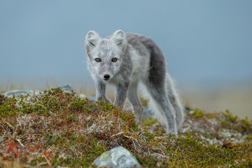 Arctic fox in a fall setting on a cold part of Norway