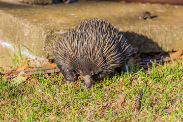 Echidna (tachyglossidae) walking towards the camera in Australia.