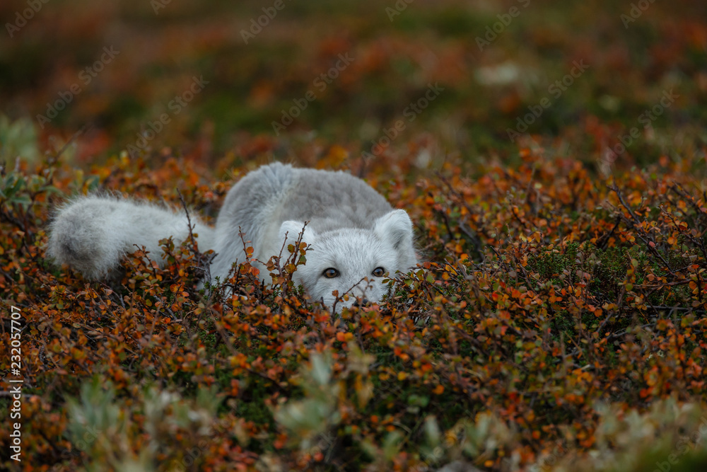 Canvas Prints arctic fox in a autumn setting in the arctic part of norway