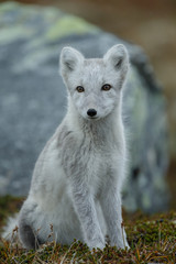Arctic fox in a autumn setting in the arctic part of Norway