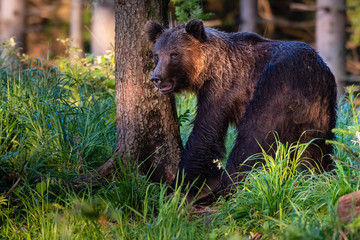 Fototapeta na wymiar Wild adult Brown Bear ( Ursus Arctos ) in the summer forest.