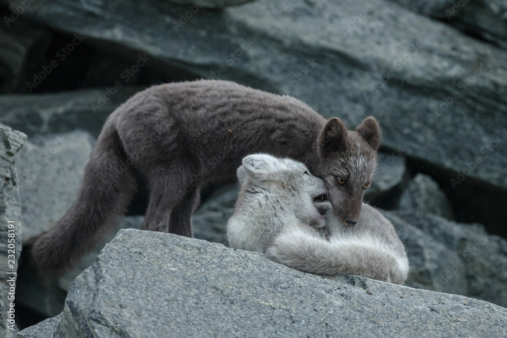 Canvas Prints arctic fox in a autumn setting in the arctic part of norway
