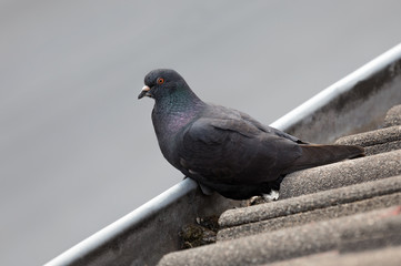 gutter_dove