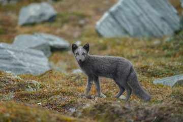 Arctic fox in a autumn setting in the arctic part of Norway