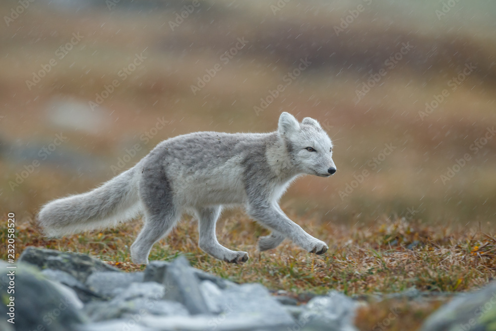 Canvas Prints arctic fox in a autumn setting in the arctic part of norway