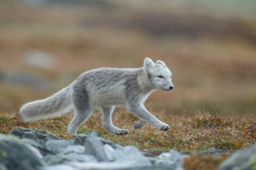 Arctic fox in a autumn setting in the arctic part of Norway