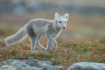 Arctic fox in a autumn setting in the arctic part of Norway