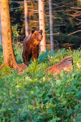 Wild adult Brown Bear ( Ursus Arctos ) in the summer forest.