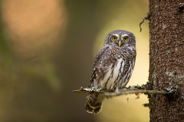 Owls - Pygmy Owl (Glaucidium passerinum)