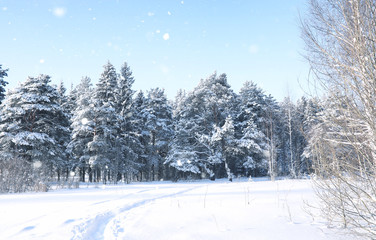 magic pine forest in winter season in snow