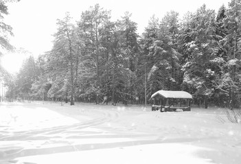 monochrome wooden gazebo in forest in winter sunny day