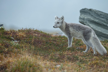 Obraz na płótnie Canvas Arctic fox in a autumn setting in the arctic part of Norway