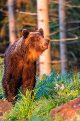 Wild adult Brown Bear ( Ursus Arctos ) in the summer forest.