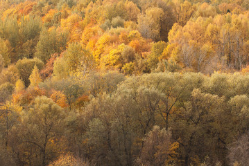 Fototapeta premium autumn sunny forest with beautiful colorful bright tree crowns