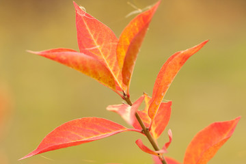 beautiful branch of a tree or shrub with bright red autumn leaves