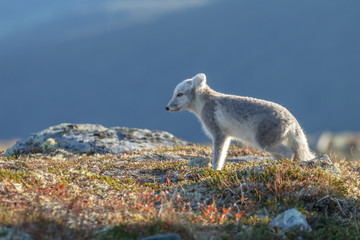 Arctic fox in a autumn setting in the arctic part of Norway