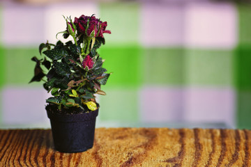 rose fresh pot macro