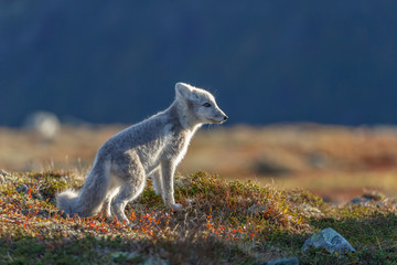 Arctic fox in a autumn setting in the arctic part of Norway