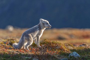 Arctic fox in a autumn setting in the arctic part of Norway