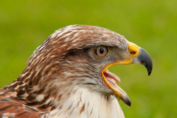 Buzzard, Buteo buteo