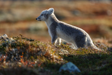 Arctic fox in a autumn setting in the arctic part of Norway