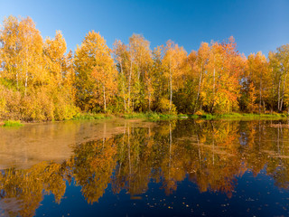 Russian autumn landscape with birches and pond
