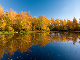 Russian autumn landscape with birches and pond