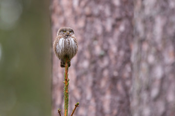 Owls - Pygmy Owl (Glaucidium passerinum) © szczepank