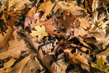 Laub auf Waldboden im Sauerland