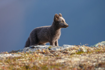 Arctic fox in a autumn setting in the arctic part of Norway