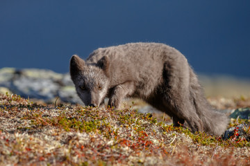 Naklejka premium Arctic fox in a autumn setting in the arctic part of Norway