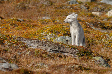 Arctic fox in a autumn setting in the arctic part of Norway