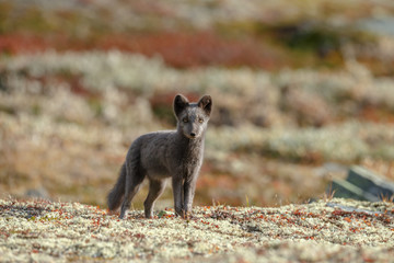 Arctic fox in a autumn setting in the arctic part of Norway