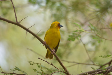 masked weaver