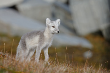 Arctic fox living in the arctic part of Norway, seen in autumn setting.