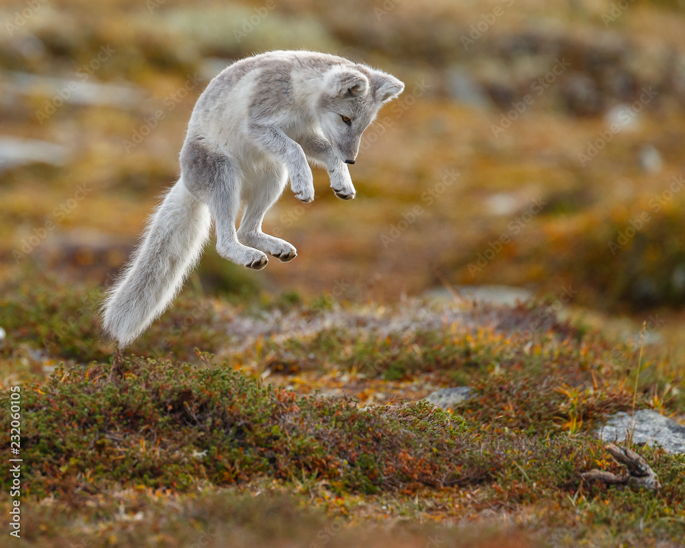 Wall mural arctic fox living in the arctic part of norway, seen in autumn setting.