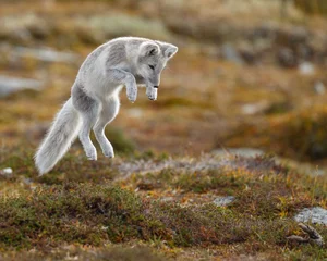 Polarfuchs, der im arktischen Teil Norwegens lebt, gesehen im Herbst.