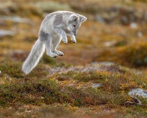 Deurstickers Poolvos Poolvos die in het arctische deel van Noorwegen leeft, gezien in de herfstomgeving.