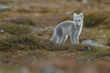 Arctic fox living in the arctic part of Norway, seen in autumn setting.